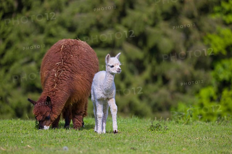 One brown female Alpaca (Vicugna pacos) stands with her young on a fresh green meadow . A green forest in the distant background