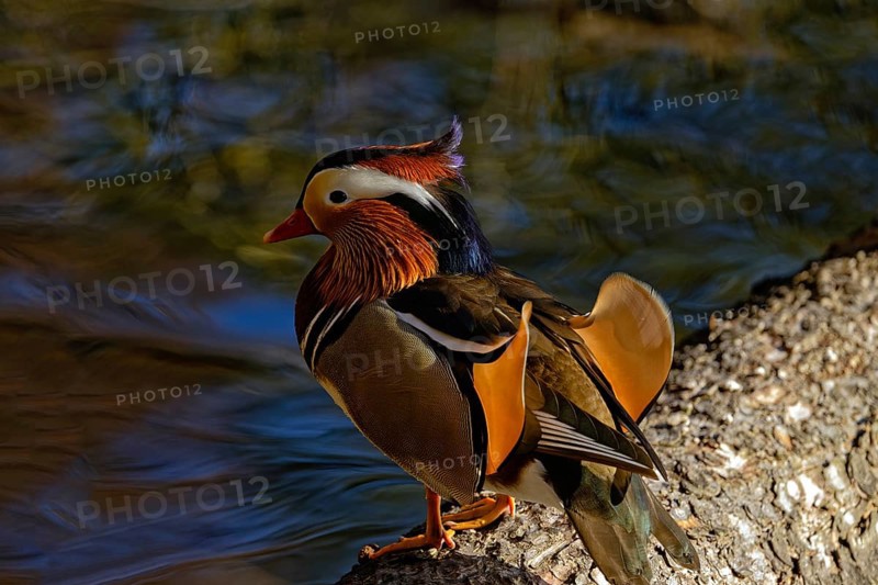 Mandarin duck (Aix galericulata), male, side view, standing on tree trunk, Hechtsee, Kufstein, Tyrol, Austria, Europe