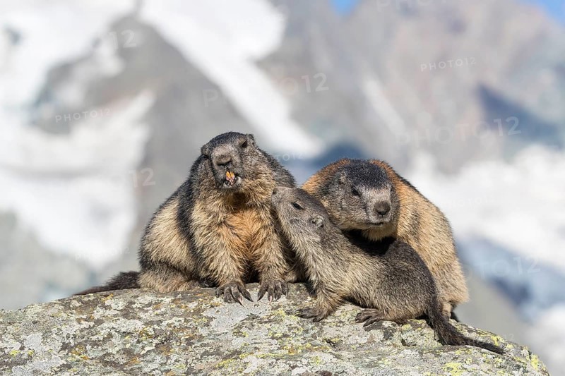 One young Alpine Marmot, Marmota marmota, begging for food. Licking the snout of his mom. Grossglockner mountain in the distant background. Grossglockner high alpine road, Hohe Tauern National Park