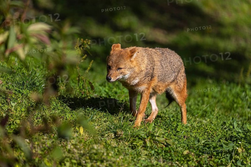 One golden jackal (Canis aureus) walking on green grass on a sunny day