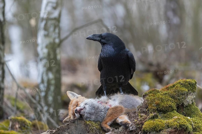 One common raven (Corvus corax), feeding on the carcass of a red fox lying on stones in a forest of birch trees