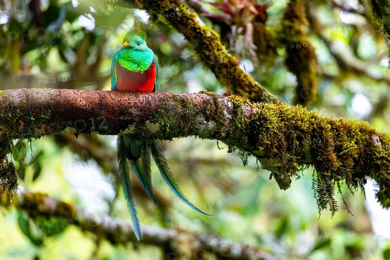 Quetzal (Pharomachrus mocinno), Trogons (Trogonidae), Central Mountain Range, San Jose Province, Costa Rica, Central America