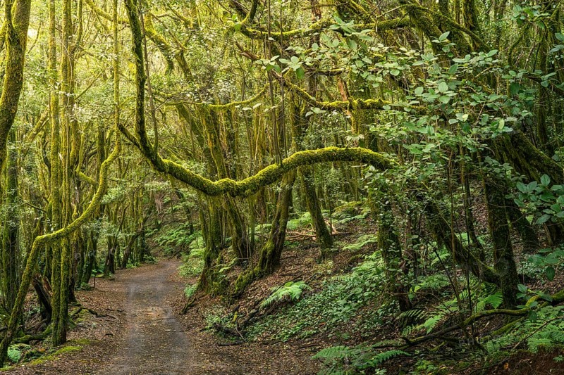 Hiking trail in the laurel forest. Trees with moss. Garajonay National Park, La Gomera, Canary Islands, Spain, Europe