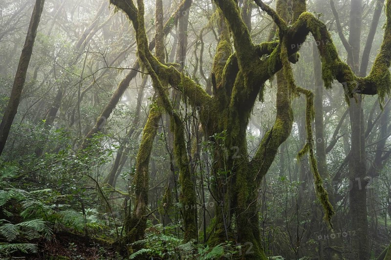 Laurel trees with mosses and lichens in the cloud forest. Foggy weather. Garajonay National Park, La Gomera, Canary Islands, Spain, Europe