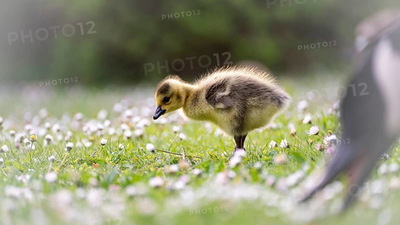 Canada goose chick (Branta canadensis) running through grass and daisies, looking for food, close-up, profile view, right foreground the blurred beak of the adult parent bird, feeding, background green blurred bushes, Dortmund, North Rhine-Westphalia, Germany, Europe