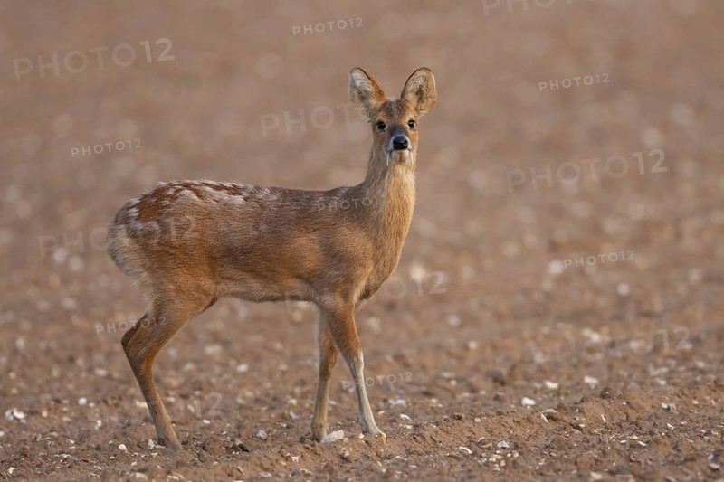 Chinese water deer (Hydropotes inermis) adult animal standing in a farmland field, England, United Kingdom, Europe