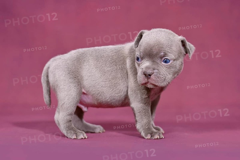 Cute young purebred French Bulldog puppy with long nose and tail in front of purple studio background