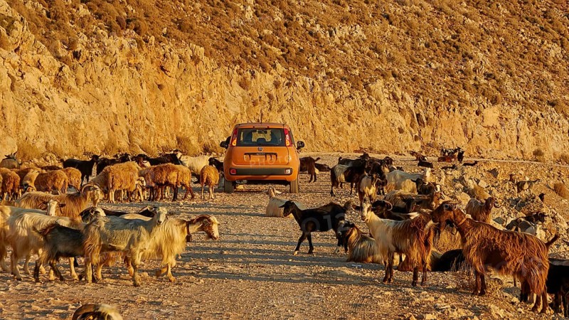 A car drives through a road with a herd of goats in a rocky coastal landscape, sheep (e) or goat (n), ovis, caprae, Crete, Greek Islands, Greece, Europe