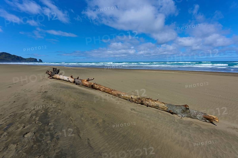 Driftwood on a sandy beach against a cloudy sky, Bethells Beach, Te Henga, Auckland, New Zealand, Oceania