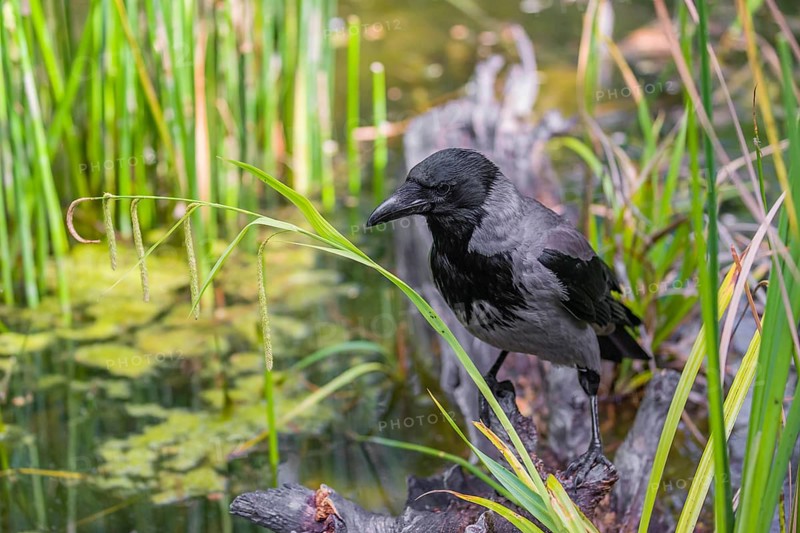 An adult hooded crow (Corvus cornix), sits on a branch in a garden pond