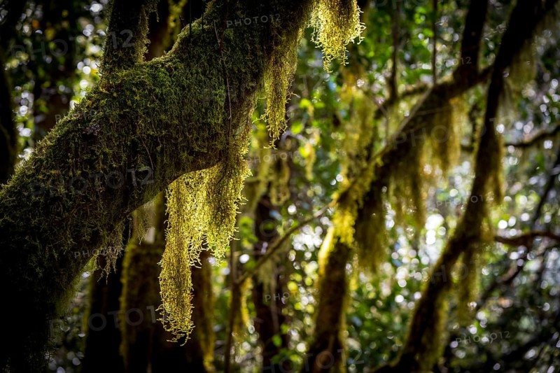 Laurel trees with mosses and lichens, Garajonay National Park, La Gomera, Canary Islands, Spain, Europe