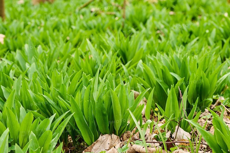 Wild garlic (Allium ursinum) growing in a forest in spring, Bavaria, Germany, Europe