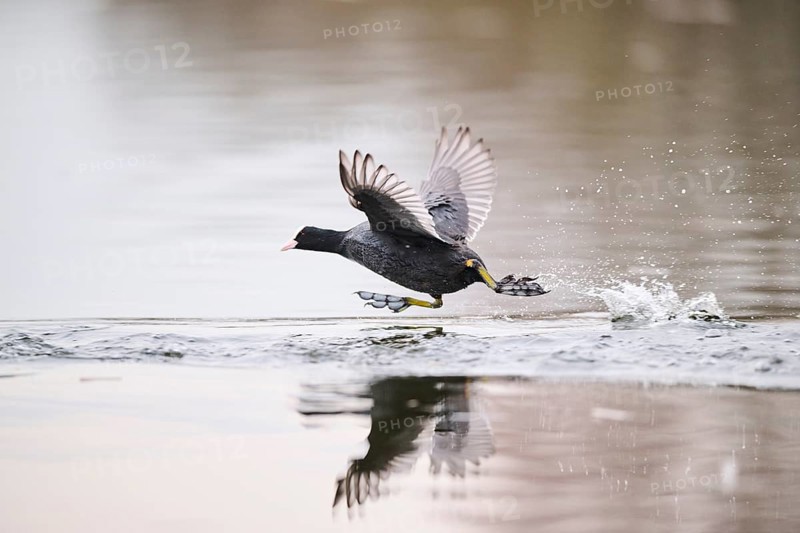 Eurasian coot (Fulica atra) starts flying on a lake, Bavaria, Germany, Europe