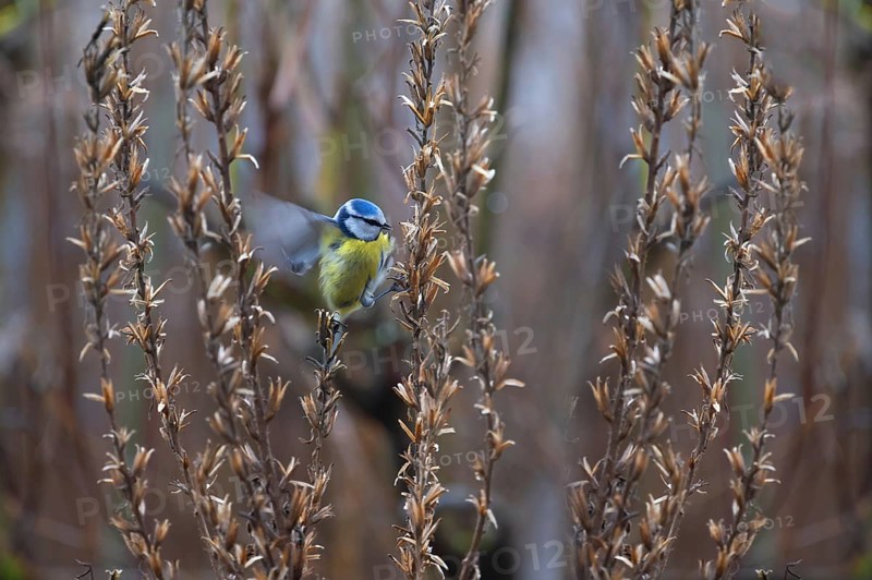 Great tit (Parus major) at the seed head of an evening primrose, Bavaria, Germany, Europe