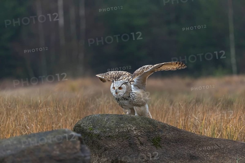 One Siberian Eagle Owl (Bubo bubo sibiricus) landing on a rock between tall reed grass lakeshore on an autumnal misty cold morning