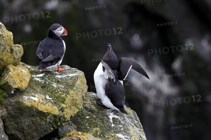 One Razorbill (Alca torda) standing on a coastal cliff in Latrabjarg, Iceland. A puffin in the background