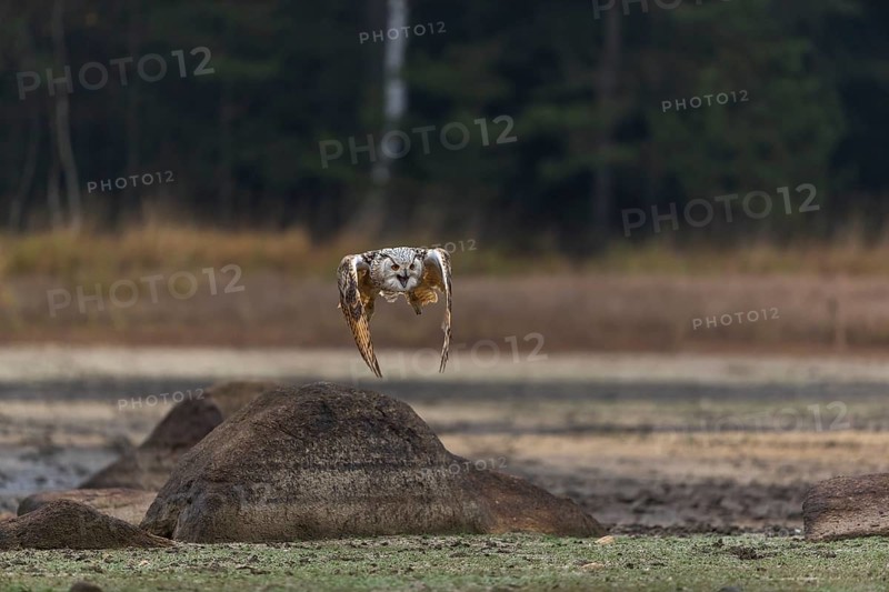 One Siberian Eagle Owl (Bubo bubo sibiricus) flying over a dry lakeshore on an autumnal misty cold morning