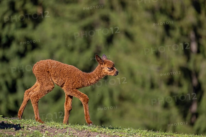 Brown female Alpaca (Vicugna pacos) with her newborn standing in green grass, with a green forest in the distant background