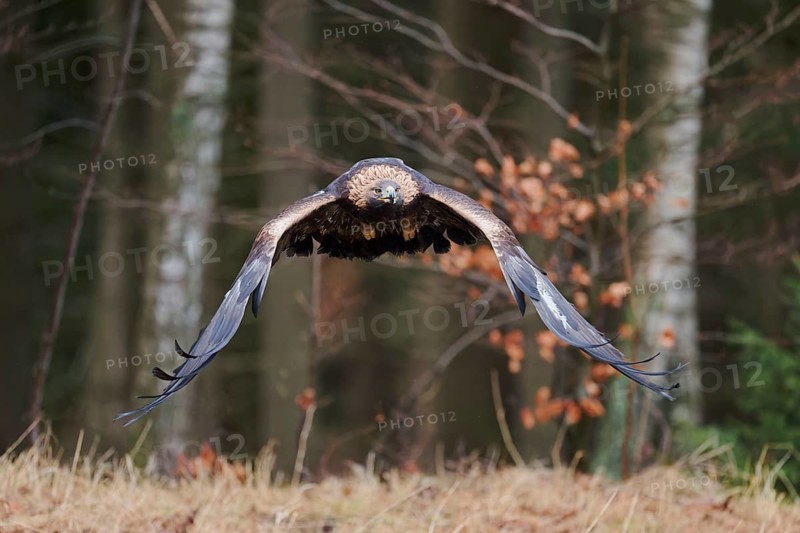 Golden eagle in flight (Aquila chrysaetos) Bavaria, Germany, Europe