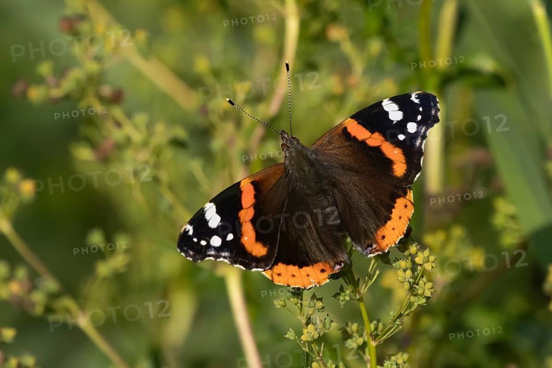 Red admiral butterfly (Vanessa atalanta) adult insect resting on a plant leaf in the summer, England, United Kingdom, Europe
