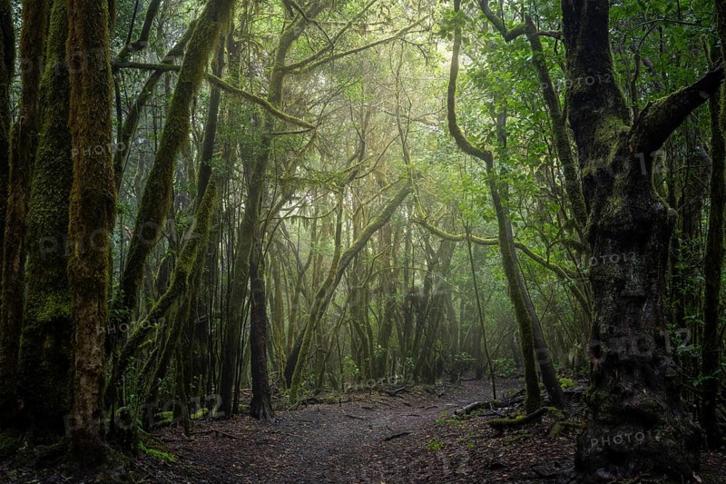 Hiking trail in the laurel forest. Trees with moss and lichen. Garajonay National Park, La Gomera, Canary Islands, Spain, Europe