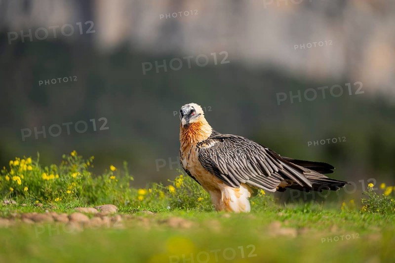 Bearded Vulture (Gypaetus barbatus) adult bird, Pyrenees, Lleida, Spain, Europe