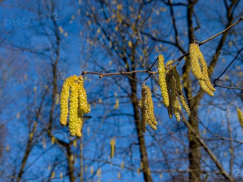 Flowering Common hazel, Hazelnut bush, Hazel bush, Drateln, Hagnuss, Common hazel, Common hazelnut, Klöterbusch, Waldhasel, Klaeterbusk Kätzlein, Hüselte, Hasselstruk Hesse (Corylus avellana)