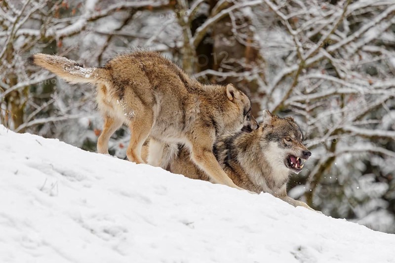 A young grey wolf (Canis lupus lupus) plays with its father on the sloping, snow-covered meadow on a cold, cloudy day