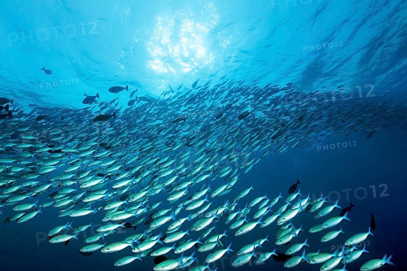 Large shoal of multistriped fusiliers (Caesio varilineara), large, backlit by the sun, Great Barrier Reef, Unesco World Heritage Site, Coral Sea, Coral Sea, Pacific Ocean, Cairns, Queensland, Australia, Oceania