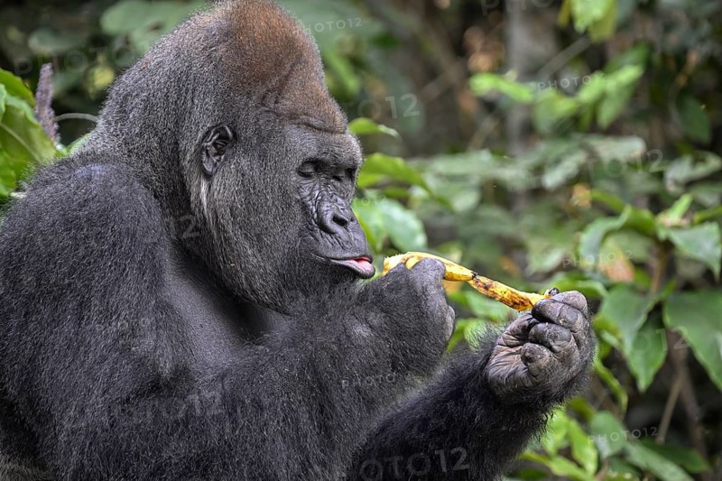 Western lowland gorilla (Gorilla gorilla gorilla) peeling a banana, Réserve Lésio-Louna nature reserve, near Moembe, Plateau department, Republic of Congo