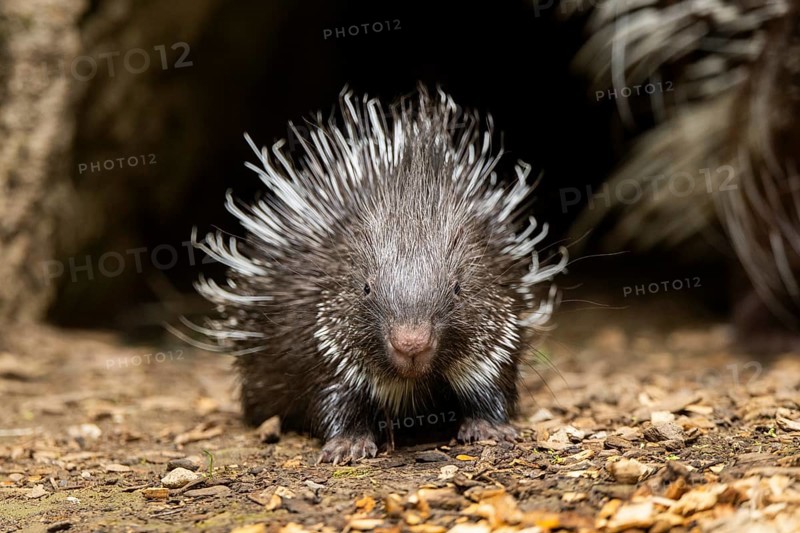 Old World porcupines (Hystrix cristata), youngster, Germany, Europe