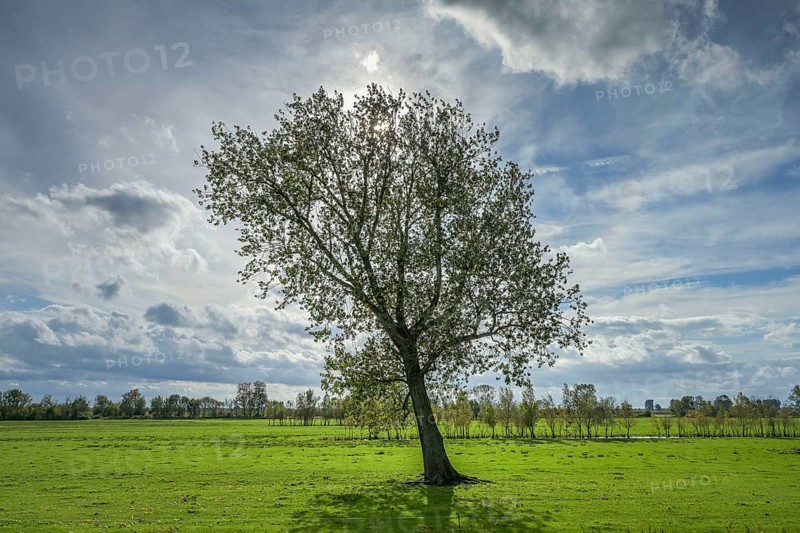 Meadows, Havel floodplain north of Phöben, Brandenburg, Germany, Europe