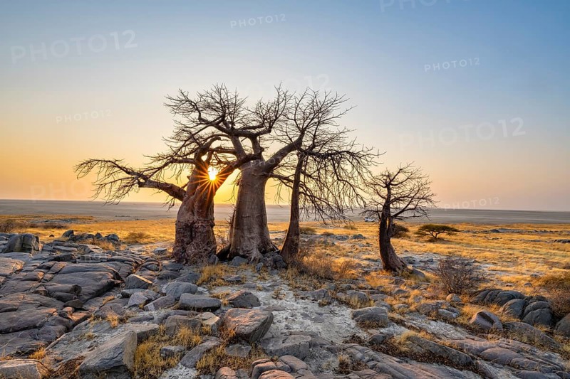 African baobab (Adansonia digitata), several trees at sunrise, sun star, Kubu Island (Lekubu), Sowa Pan, Makgadikgadi salt pans, Botswana, Africa