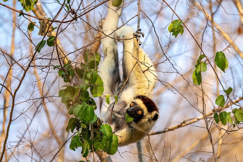 Larval sifaka (Propithecus verreauxi), eats leaves, hangs upside down in the tree, Bemanonga, Menabe, Madagascar, Africa