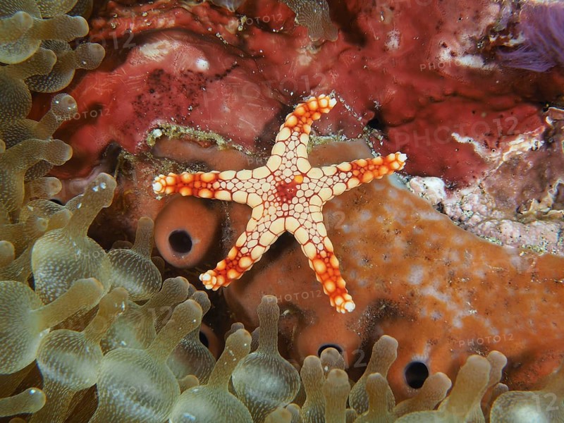 Small orange starfish, pearl starfish (Fromia monilis), surrounded by colourful corals and anemones, dive site Toyapakeh, Nusa Ceningan, Nusa Penida, Bali, Indonesia, Asia