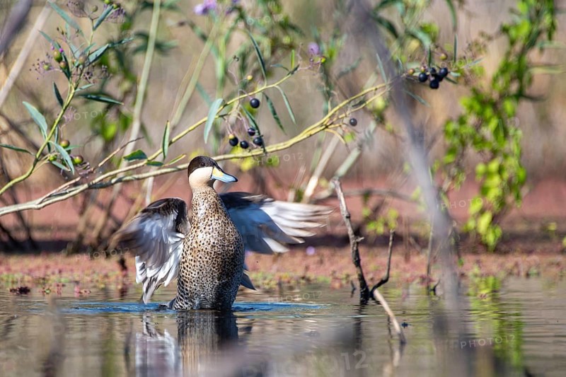 Silver duck (Spatula versicolor) in the nature reserve Reserva Ecologica Costanera Sur, Buenos Aires, Argentina, South America