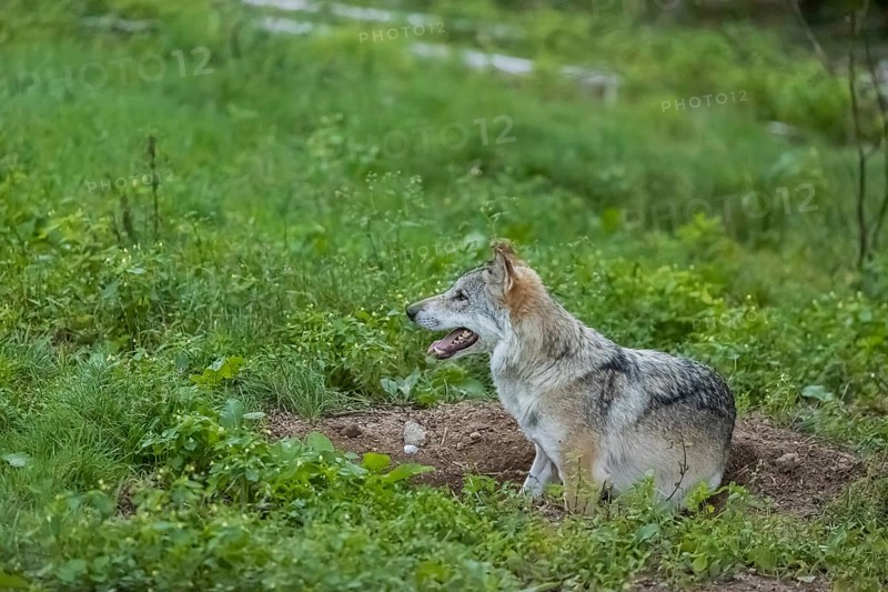 One adult male eurasian gray wolf (Canis lupus lupus) lies in a hollow in a green meadow, snapping at flies