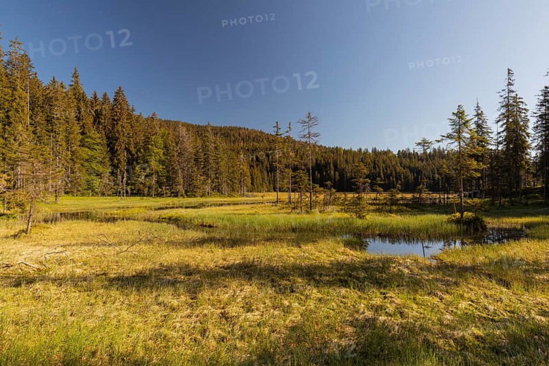 Lake Großer Arbersee in spring. A floating mat is covering some parts of the lake