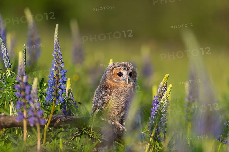 One young Ural owl (Strix uralensis) sitting on a branch lying in a field of flowering lupines in late evening light