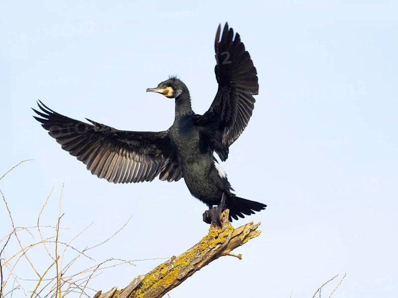 Common Cormorant (Phalacrocorax carbo), adult male in flight, landing on a dead tree branch, Hesse, Germany, Europe