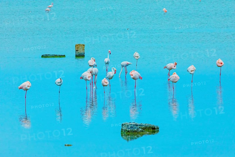 Flamingoes, Vendicari, Noto Valley, Sicily, Italy, Europe
