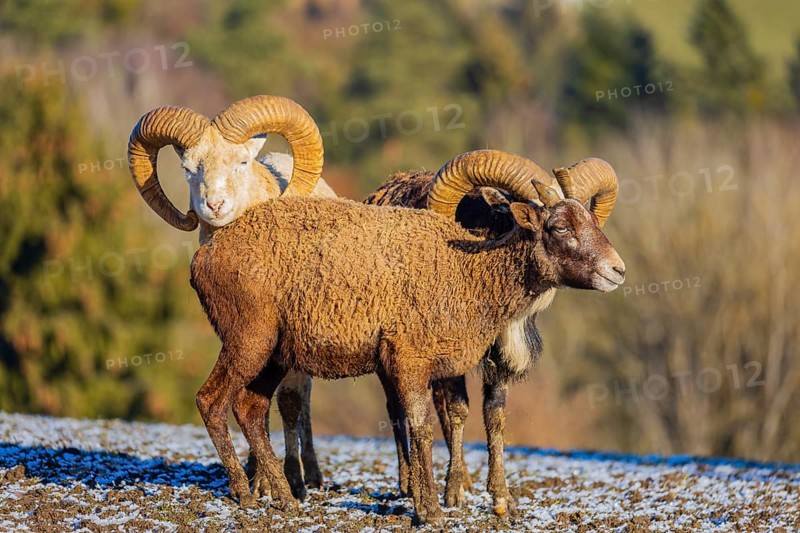 Two snow sheep (Ovis nivicola), or Siberian bighorn sheep stand on a snow covered meadow