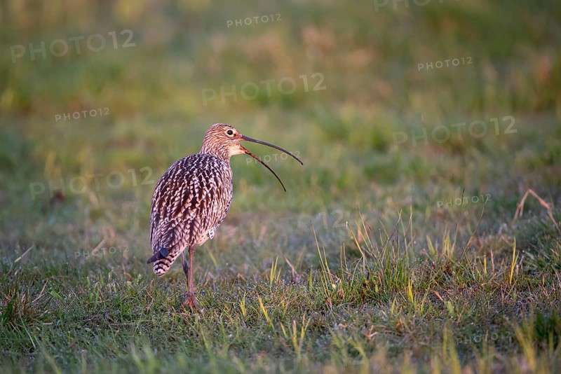 Eurasian curlew (Numenius arquata), calling, Ochsenmoor, Dümmer, Lemförde, Lower Saxony, Germany, Europe