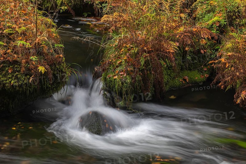 Flowing water with ferns and rocks in the Edmunds Gorge in autumn. River Kamnitz, Hrensko, Ustecky kraj, Czech Republic, Europe