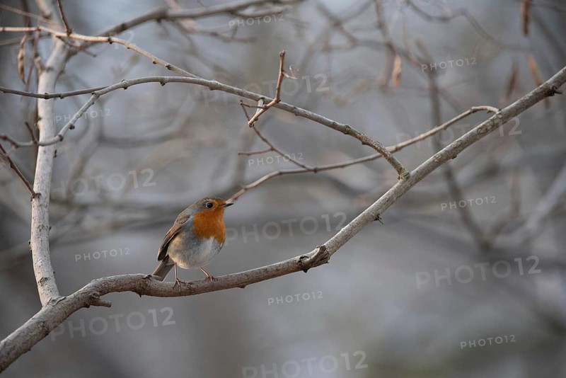 A robin sits on a barren branch surrounded by a chilly winter landscape, Germany, Europe