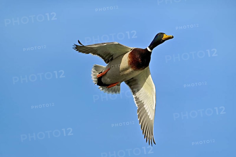 Mallard (Anas platyrhynchos), drake in flight, Flachsee, nature reserve, Reusstal, Canton Aargau, Switzerland, Europe