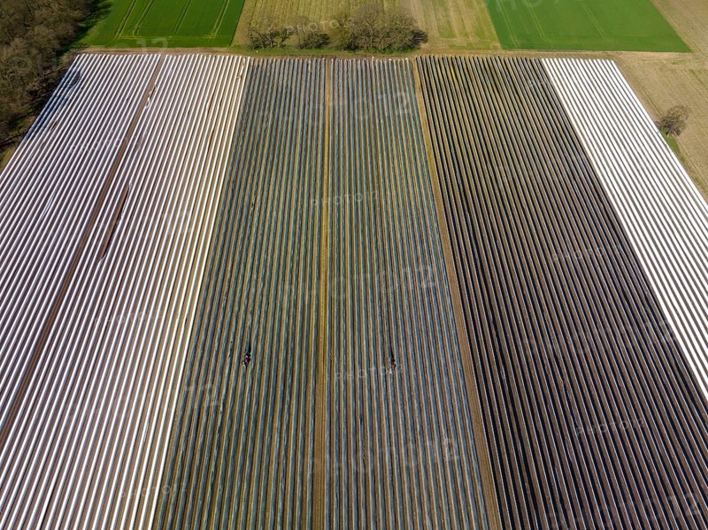 Wesel, North Rhine-Westphalia, Germany, Harvest workers from Eastern Europe harvest the first asparagus of the season in a field, Europe