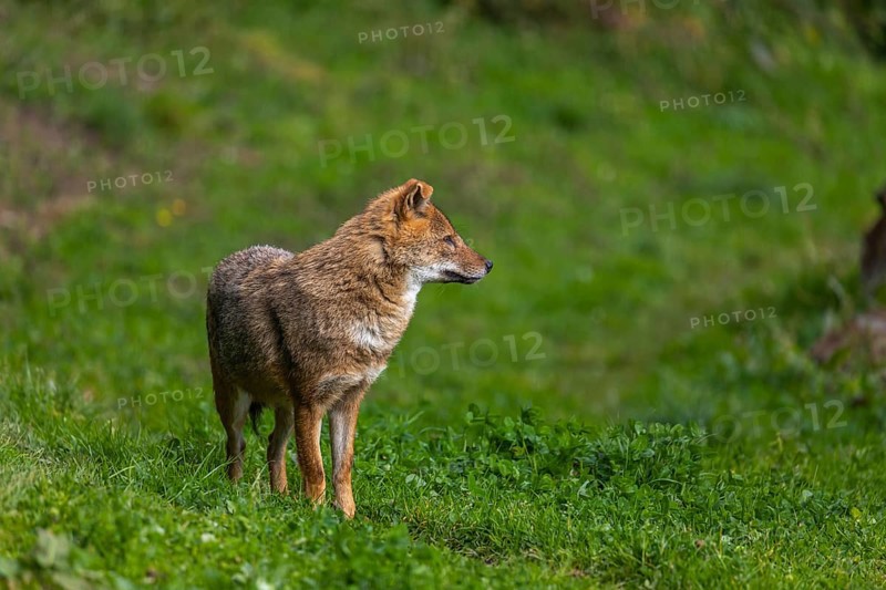 One golden jackal (Canis aureus) standing on green grass on a sunny day