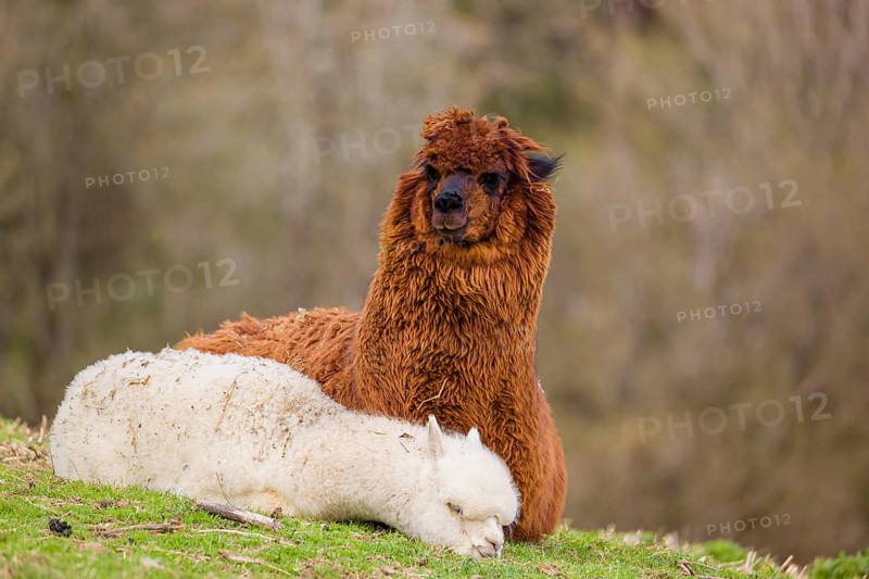 A brown female Alpaca (Vicugna pacos) and its white young rest on a green meadow . A forest is in the distant background