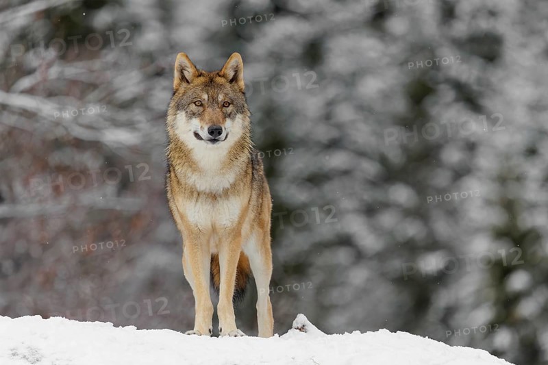 An adult female grey wolf (Canis lupus lupus) stands on a sloping, snow-covered meadow on a cold, cloudy day. A forest can be seen in the background